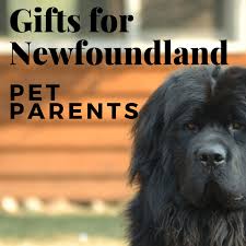 The newfoundland is a large, strong dog breed from—wait for it—newfoundland. 12 Terrific Gifts For Newfoundland Dog Lovers Holidappy