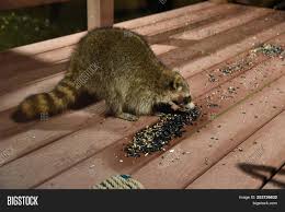 Install bright lights on your porch so that the raccoon keeps away. Raccoon Procyon Lotor Image Photo Free Trial Bigstock