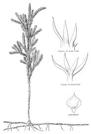 Image result for Lycopodium