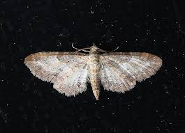 Image result for Eupithecia subumbrata