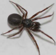 We did not find results for: Black Gray Spider With Red Legs Steatoda Borealis Bugguide Net
