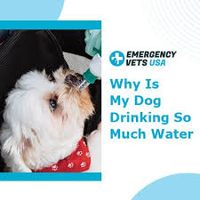 Why Is My Dog Drinking So Much Water In 2020 Dogs Pregnant Dog Emergency Vet