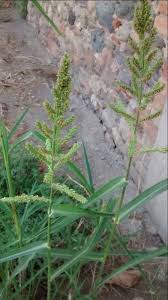 Image result for Echinochloa