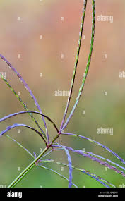 Image result for Digitaria maitlandii