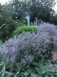 Image result for Limonium