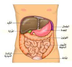 بطن ويكيبيديا