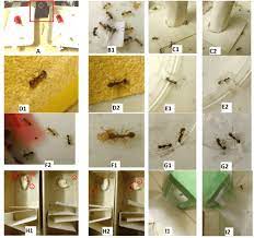 Do ultrasonic pest repellents work? Impact Of Environmental Noise On Insects Physiology And Ethology A Study On Ants As Models