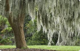Check spelling or type a new query. Myrtle Beach Sc Sign Of The South Spanish Moss Tillandsia Usneoides Grand Strand Magazine