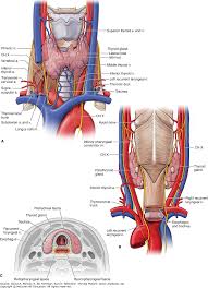 The thyroid needs iodine to make thyroid hormones t4 thyroxine and t3 triiodothyronine. Neck Anatomy Thyroid Anatomy Drawing Diagram