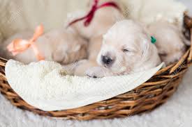 Why buy a golden retriever puppy for sale if you can adopt and save a life? Portrait Of Two Weeks Old Golden Retriever Puppy In The Basket Stock Photo Picture And Royalty Free Image Image 120072176