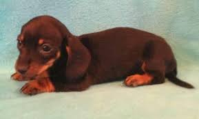 It is our goal as an organization to breed the healthiest puppies possible, which is why we extend our guarantee up to 10 years! Dachshund For Sale Georgia