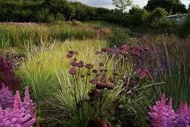 Piet Oudolf Private Garden Location Thews West Cork Ireland Dutch Gardens Landscape Design Plants