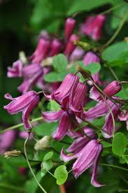 Third Time S The Charm Clematis Plants Clematis Flower