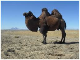 And does it really matter? Report On Zakhyn Us Breeding Centre 2011 The Wild Camel Protection Foundation