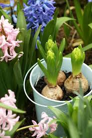 I nostri bulbi da fiore da sono destinati a vivai e aziende florovivaistiche che li coltivano per produrre e vendere fiori recisi. Bulbi Invernali Per Avere Fiori In Primavera Www Stile It