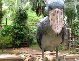 Shoebill Storks Might Be The Closest Thing To Dinosaurs We Have Roaming Around Today Just Listen To The Noise It Make Wh Shoebill Shoebill Stork Shoebill Bird