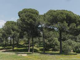 Also in the bottom left of the page several parts of wikipedia pages related to the word pinares and, of. Pinares De Aznalcazar Turismo De La Provincia De Sevilla