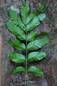 Image result for Khaya anthotheca