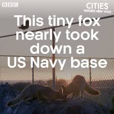 We did not find results for: Bbc Earth Nature S New Wild Tiny Foxes Take Over A Navy Base Facebook