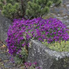 How do you choose a ground cover to grow between pavers? Aubrieta Seeds Rock Cress Ground Cover Plant Seed