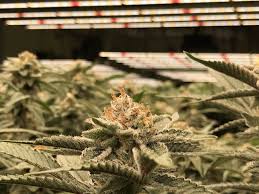 My plants had been in 12/12 photo period for 1 week when i changed lights. Inside Rainforest Farms Growing Under Glacier Powered Led Grow Lights