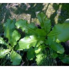 Image result for Alepidea amatymbica