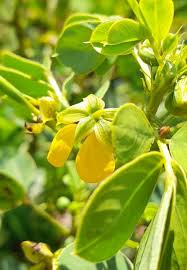 Image result for Senna obtusifolia