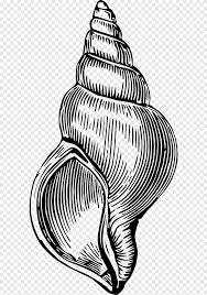 Similar clip art tanaman bunga hitam putih transparent cartoon. Kerang Hitam Dan Putih Kerang Makanan Gambar Format File Png Pngegg