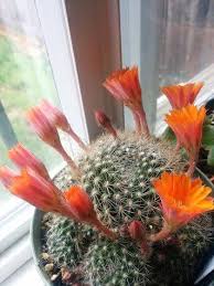 It's the largest of its kind in the it was entered by agave expert tony krock of terra sol nursery in santa barbara, and is an agave potatorum hybrid. Santa Barbara Cactus Succulent Society Home Facebook