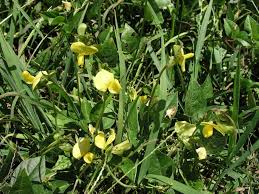 Image result for Vigna luteola