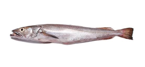European hake - Fish - Peixes