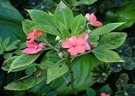 Image result for Impatiens gesneroidea