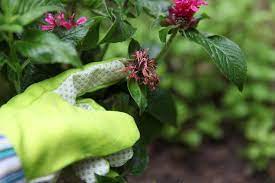 Pin On Landscaping