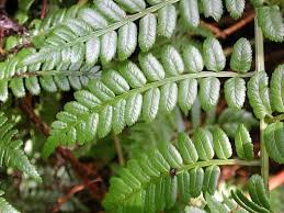 Image result for Marattiaceae