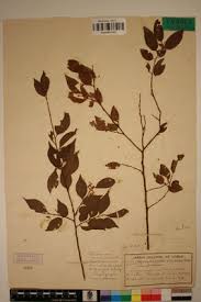 Image result for Hymenocardia ulmoides