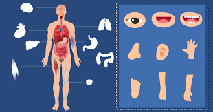 Hook them together with a metal binder ring. Your Ultimate Guide To Human Body Parts In Chinese