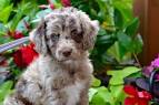 Aussiedoodle Puppies for Sale | Lancaster Puppies