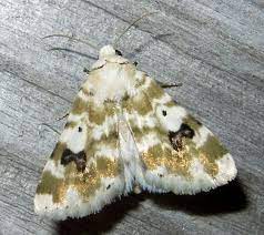 Goldenrod Flower Moth Schinia Nundina Goldenrod Flower Moth Goldenrod