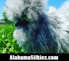 We did not find results for: Buy 6 Silkie Chicken Hatching Eggs Npip Show Quality Silkie Silkie Silkie Online In India 323867162031