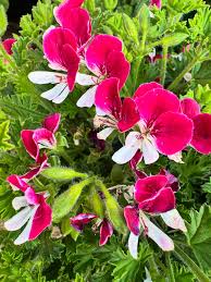 Image result for Gerrardinaceae