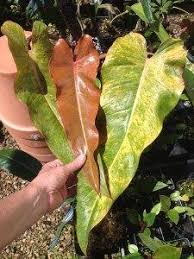 Philodendron Orange Marmalade Nse Tropicals In 2020 Philodendron Plants Unusual Plants