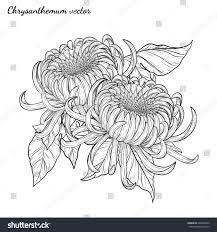 Vector De Stock Libre De Regalias Sobre Chrysanthemum Vector On White Backgroundchrysanthemum Flower686994832 Flower Images Flower Tattoo Flowers