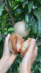 Image result for Manilkara zapota