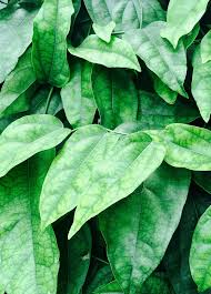 Image result for Tiliacora