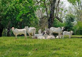 It's relatively small compared to its neighbours, with an area of 406,752 km2: Zebu Rinder Kuhe Auf Einem Bauernhof In Der Landschaft Von Paraguay Lizenzfreie Fotos Bilder Und Stock Fotografie Image 19018846