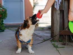 Bring it out to play tug, and put it away when the game ends. How To Stop Your Dog From Biting The Leash While Walking Dog Leash Pro