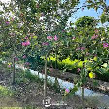 Image result for Bauhinia purpurea