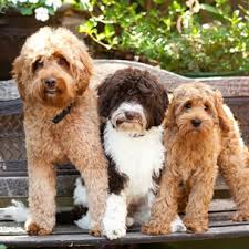 We did not find results for: Cherry Lane Labradoodles Australian Labradoodle Puppies Labradoodle Puppies For Sale Australian Labradoodle Puppies For Sale