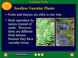 Seedless vascular plants include the ferns, horsetails, club mosses, and whisk ferns. Seedless Nonvascular Plants Nonvascular Plants Are Usually Just A Few Cells Thick And Only 2 Cm To 5 Cm In Height Instead Of Roots Threadlike Structures Ppt Download