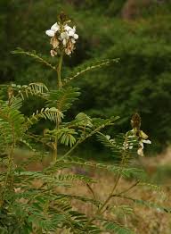 Image result for Tephrosia montana